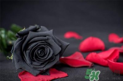 ​情人节可以送黑玫瑰吗