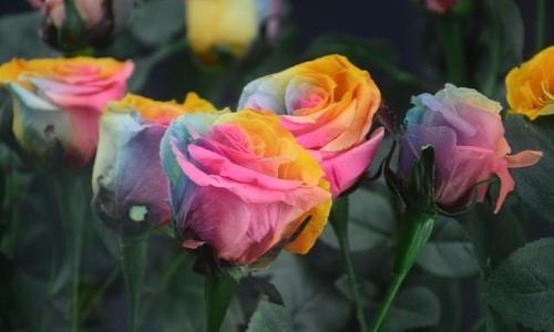 生活彩色玫瑰代表什么意思？彩色玫瑰花语是什么含义？  1