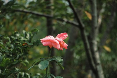 ​“月季”泡在水里，1个月就生根，开的花赛过红玫瑰