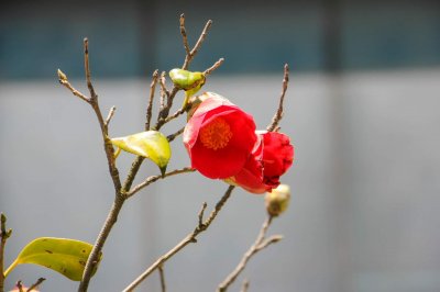 ​茶花怎么养才长得好