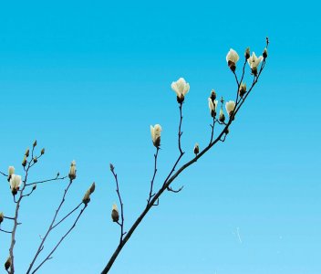 ​白兰花室内养殖方法