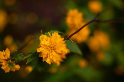 ​泰安适合养什么花，市花和市树是什么