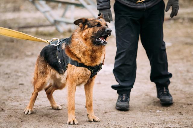 即使德国牧羊犬再完美，看完它这6大缺点，你也不敢养