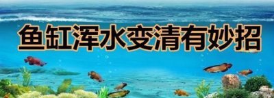 ​鱼缸浑水变清有妙招