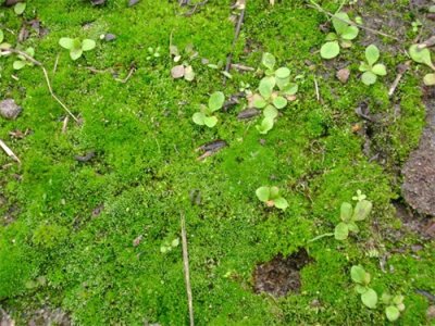 ​苔藓植物是怎么繁殖的