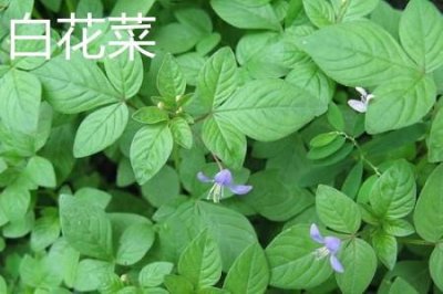 ​白花菜和绿花菜有什么区别