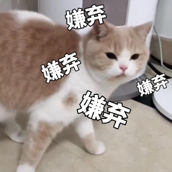 蜜桃表情包精选:我是一直可爱的小猫咪