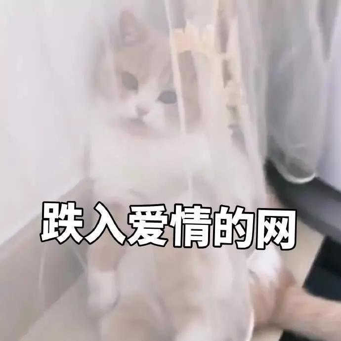 蜜桃表情包精选:我是一直可爱的小猫咪