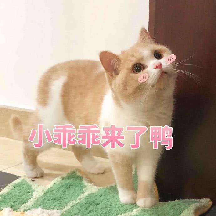 蜜桃表情包精选:我是一直可爱的小猫咪