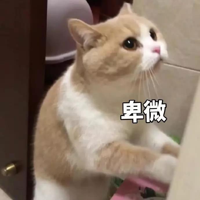 蜜桃表情包精选:我是一直可爱的小猫咪