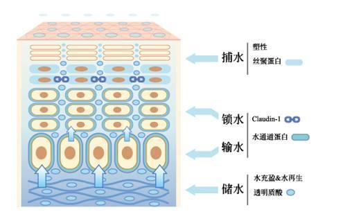 肌肤有效补水的小技巧 肌肤有效补水的方法